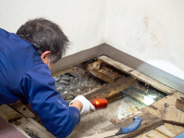 Best Industrial Mold Remediation in Green River, WY