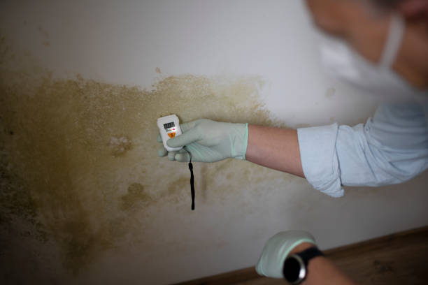 Best Mold Remediation for Schools in Green River, WY