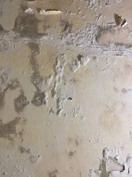 Best Crawl Space Mold Remediation in Green River, WY