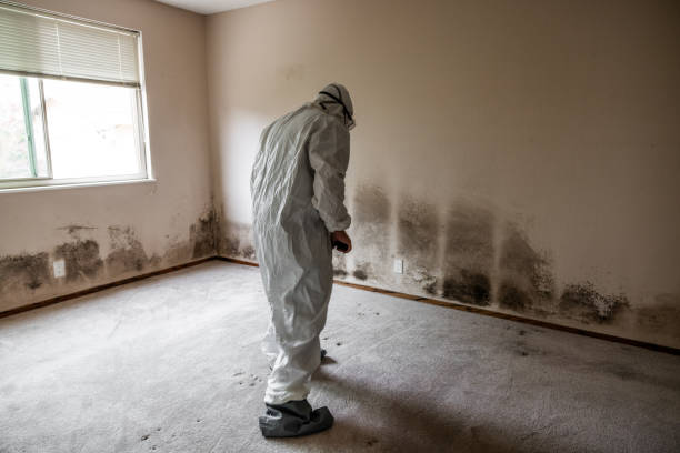 Best Health and Safety Mold Remediation in Green River, WY