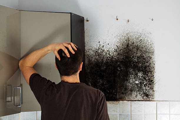 Best Mold Testing and Inspection Services in Green River, WY