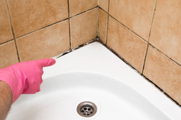 Best Black Mold Remediation in Green River, WY